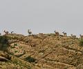 Kirthar National Park.