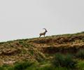 Kirthar National Park.