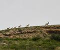 Kirthar National Park.