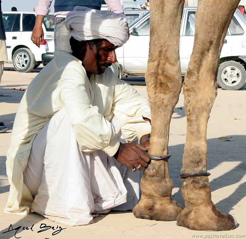 At Cholistan