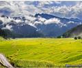 Rice fields of Leepa Valley - Azad Jammu and Kashmir, Pakistan