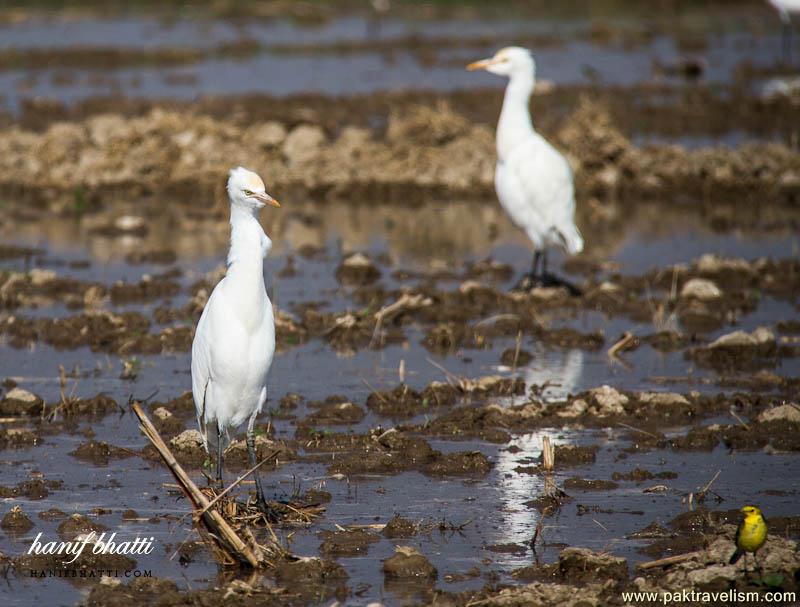 Birds of Sindh.