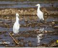 Birds of Sindh.