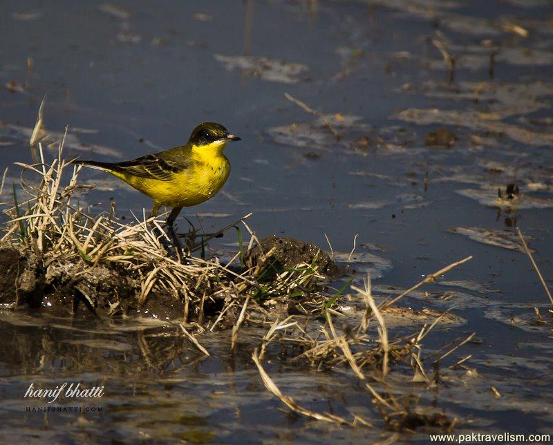 Birds in Sindh.