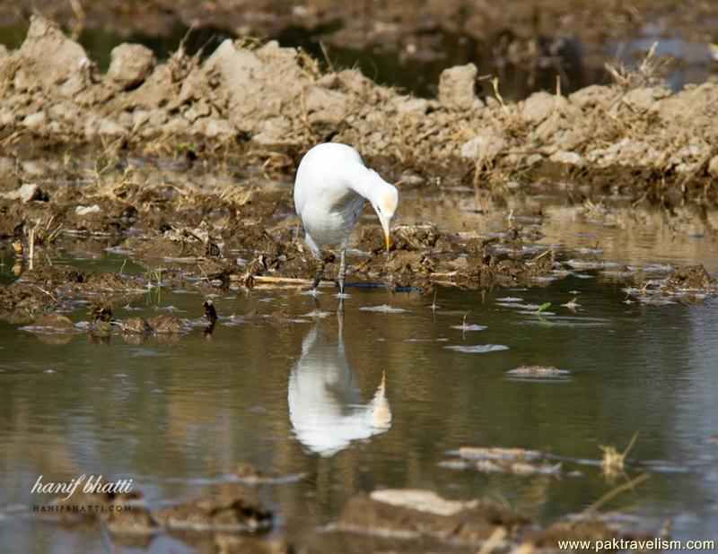 Birds in Sindh.