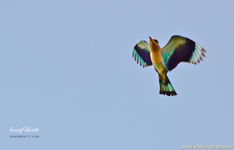 Birds in Sindh.