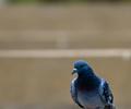 Birds in Sindh.