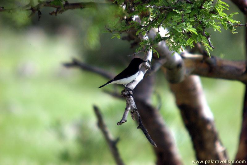 Kirthar National Park