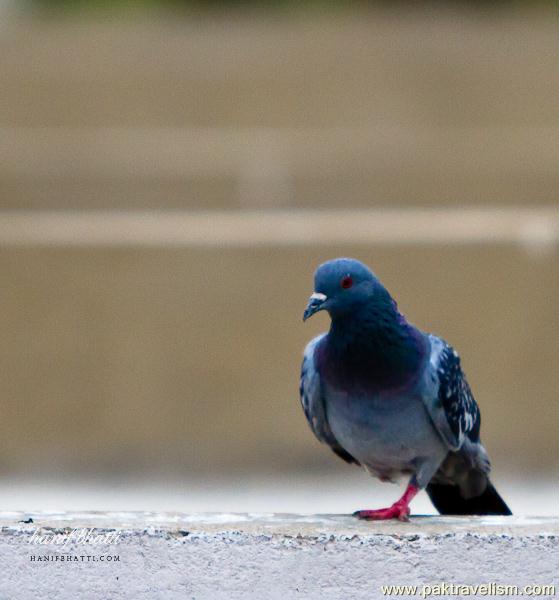 Pigeon