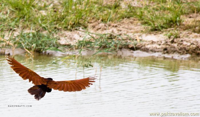 Birds of Sindh.