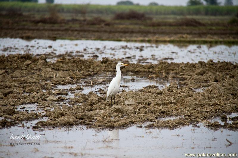 Birds of Sindh.