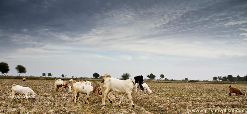 Goats in Sindh