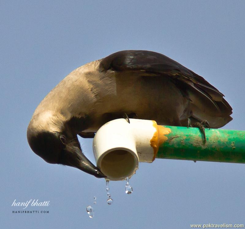 Birds of Sindh.