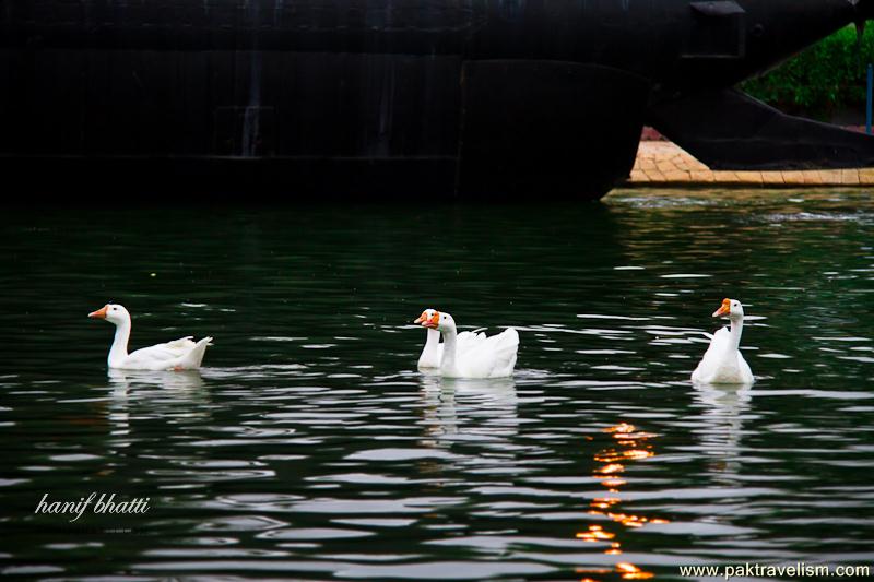 Birds of Sindh.