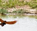 Birds of Sindh.