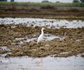 Birds of Sindh.