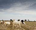 Goats in Sindh