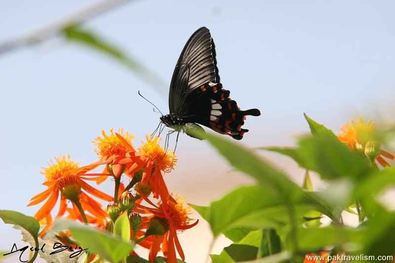 wild life at my home terrace