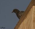 wild life at my home terrace