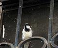 wild life at my home terrace