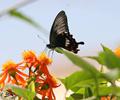 wild life at my home terrace