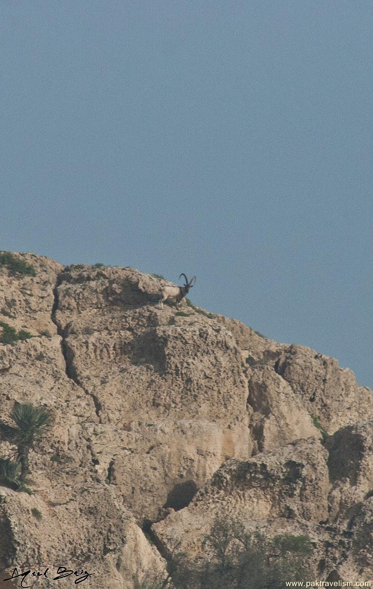 Ibex, Deer Kirthar National Park