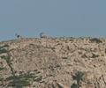 Ibex, Deer Kirthar National Park